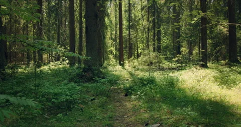 Forest with large pines permeated with sunlight 스톡 동영상 134155931