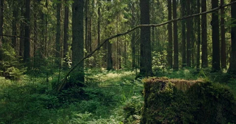 Forest with large pines permeated with sunlight Vídeo Stock 134156231