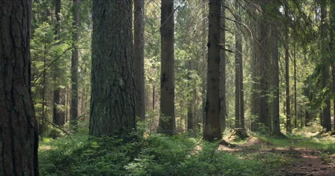 Forest with large pines permeated with sunlight Vídeos de archivo 134156561