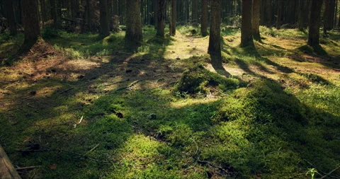 Forest with large pines permeated with sunlight Vídeos de archivo 134157175