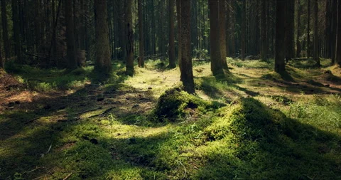 Forest with large pines permeated with sunlight Stock Footage 134158479