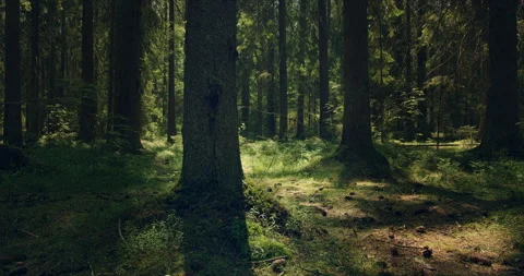 Forest with large pines permeated with sunlight Stock Footage 134160625