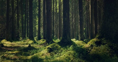Forest with large pines permeated with sunlight Stock Footage 134160843