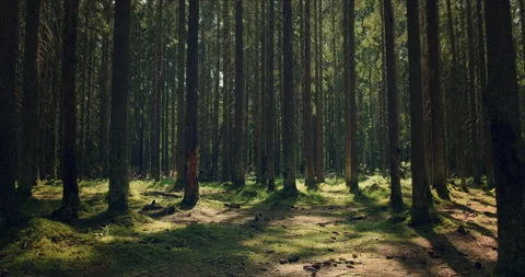 Forest with large pines permeated with sunlight Video stock 134162206