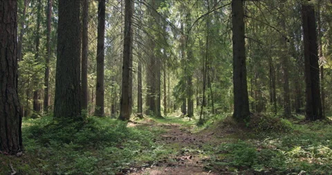 Forest with large pines permeated with sunlight Vídeo Stock 141371328