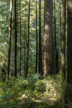 A forest with a large tree in the middle Stock Photos