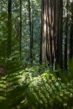 A forest with a large tree in the middle Stock Photos