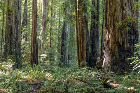 A forest with a large tree in the middle Stock Photos