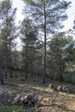 A forest with a large tree in the middle Stock Photos