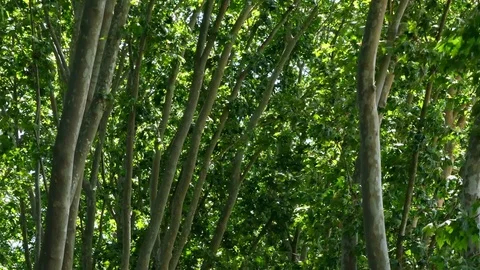 Forest with large trees seen from below.Camera Movement Dolly in. 스톡 동영상 76086918