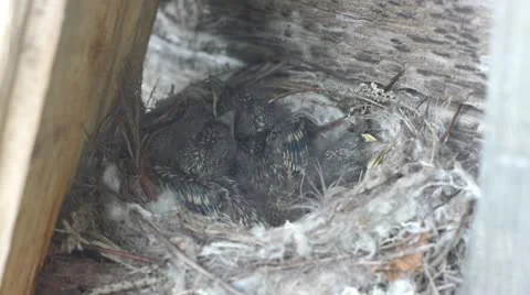 Forest lark nestlings in the nest Stock Footage 10900359