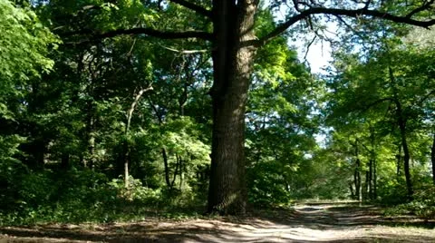 Forest in Last Sunlight Stock Footage 11521658