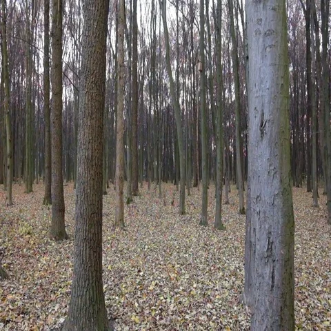 Forest in late autumn 스톡 동영상 69493945