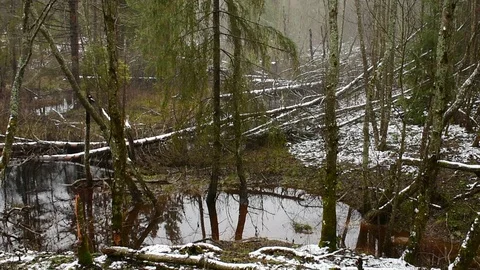 In the forest in late autumn Vidéo 119482169