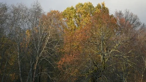 Forest in late autumn at sunset Stock Footage 117897886