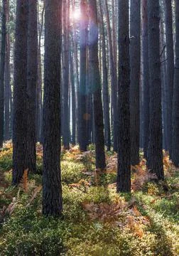 Forest in late summer with backlight and lens flare Stock Photos