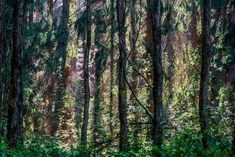 Forest in late summer with backlight Stock Photos