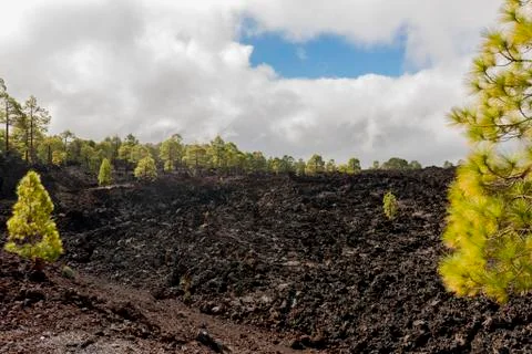 Forest on lava field and clouds Stock Photos