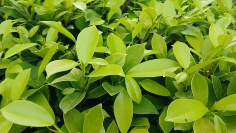 Forest Leaf Calm Mood Stock Photos