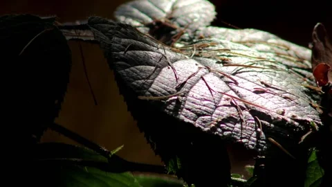 Forest Leaf Close Up with Background in the Shadow with Sound Stock Footage 231796001