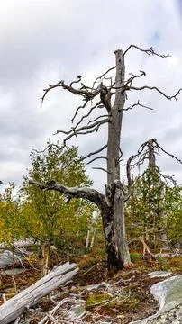 In the forest, a leafless tree stands among green companions, amazed by nature Stock Photos