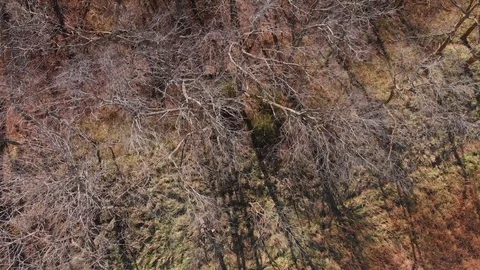 Forest with leafless  trees Stock Footage 98800228