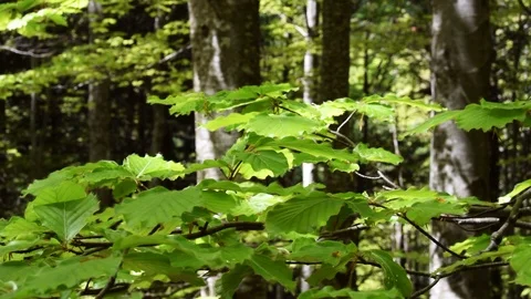 Forest leafs Stock Footage 106975702