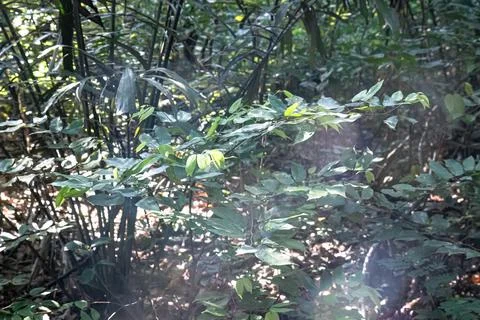 Forest Leafy Branch with Sunlight Filtering Through Stock Photos