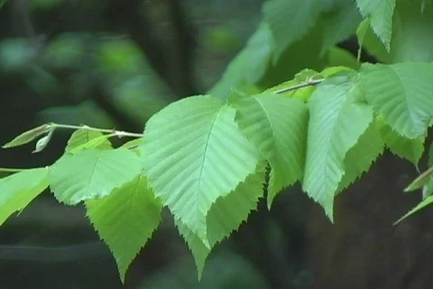 Forest Leaves 99 Video stock 502098