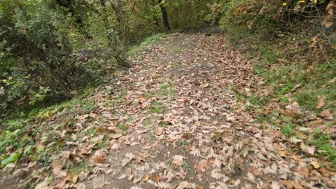 Forest leaves autumn Stock-Footage 239277457