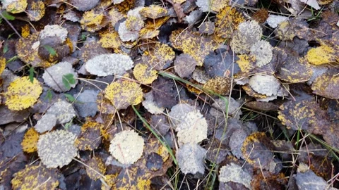 Forest leaves background Stock Footage 180038685