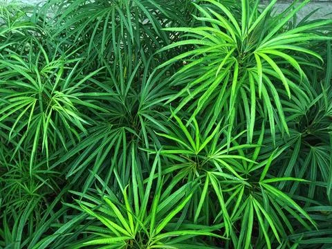 Forest leaves for background Stock Photos