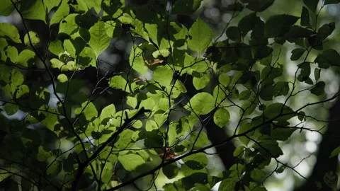 Forest Leaves from Below Stock Footage 209387030