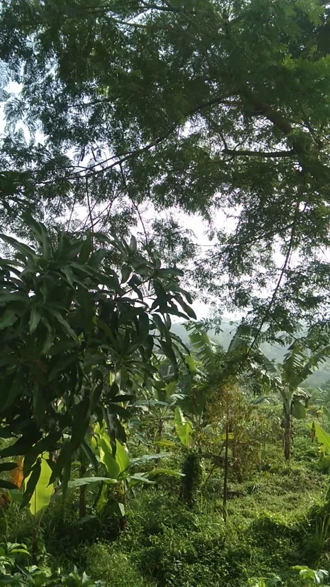 Forest with leaves blowing in the wind Stock Footage 202619246