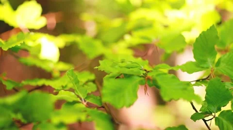 Forest Leaves closeup Stock Footage 11059058
