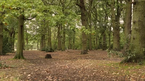 Forest Leaves Falling Stock Footage 125464864