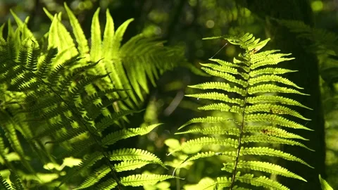Forest, Leaves, Fluttering, Wind Stock Footage 310187478