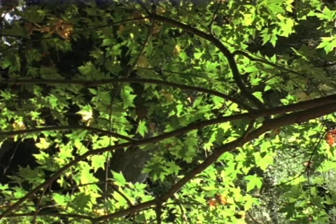 Forest Leaves Stock Footage 151483