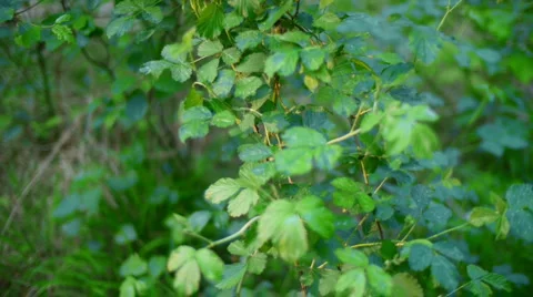 Forest Leaves 库存影片 4578716