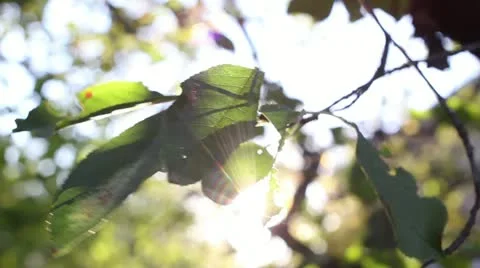 Forest leaves Video stock 12013580