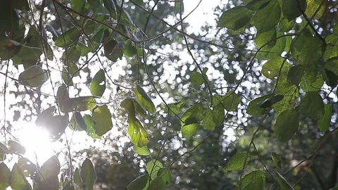 Forest Leaves Stock Footage 104579215