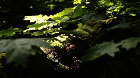 Forest leaves Stock Footage 113132549