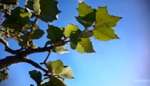 Forest leaves Stock Footage 249480232