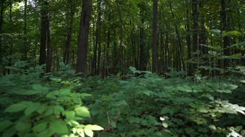 Forest, leaves in foreground gently blowing in wind Video stock 66433784