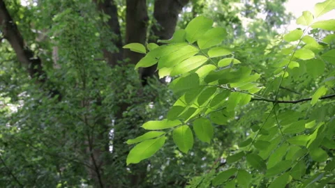 Forest leaves lit by sun Stock Footage 157306892