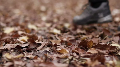 Forest leaves man walking. Autumn foliage Stock Footage 68995312