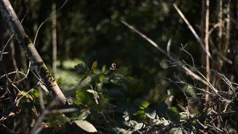 Forest Leaves moving in wind - Static Shot Stock Footage 101216362