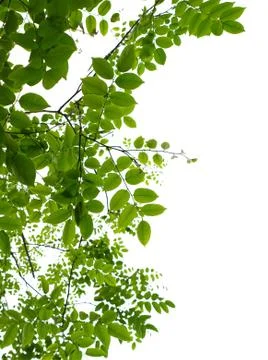 Forest leaves Stock Photos