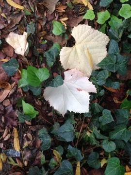 Forest leaves 写真素材