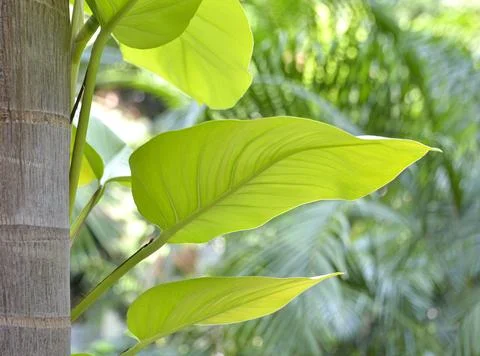 Forest Leaves Stock Photos